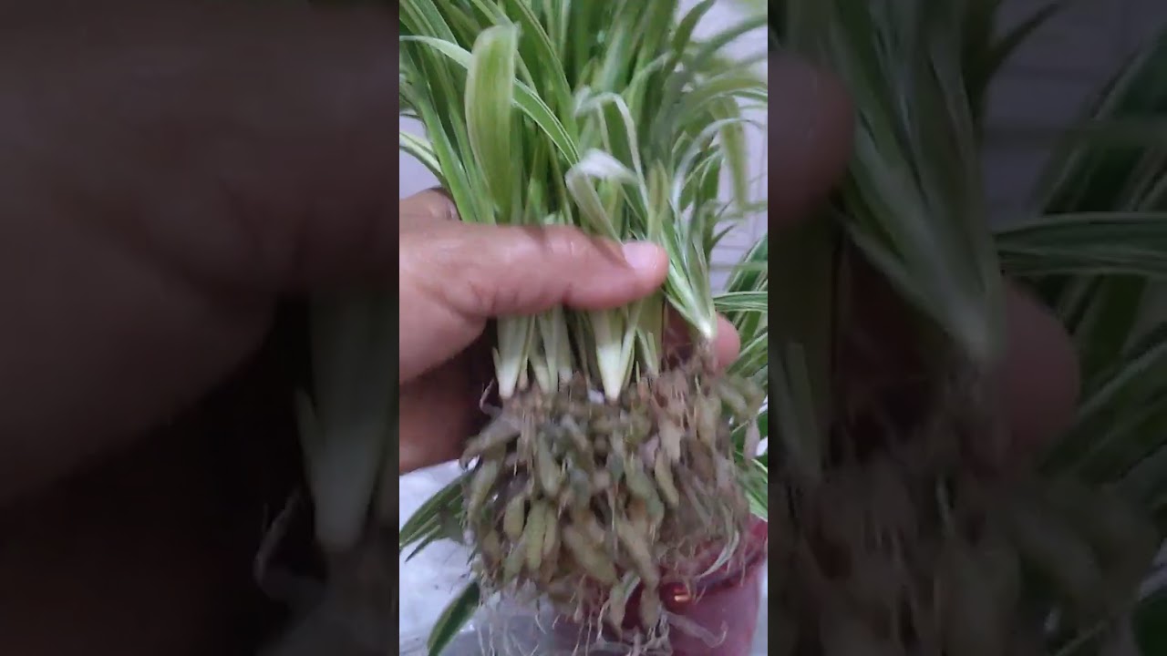 Você conhece clorofito?