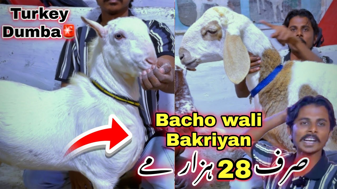 Lalukhet Ka Ghar Me Karachi Ki Sab Se Sasti Bakra Mandi🚨 Teddy Bacho wali Bakriyan | Goat Farming 