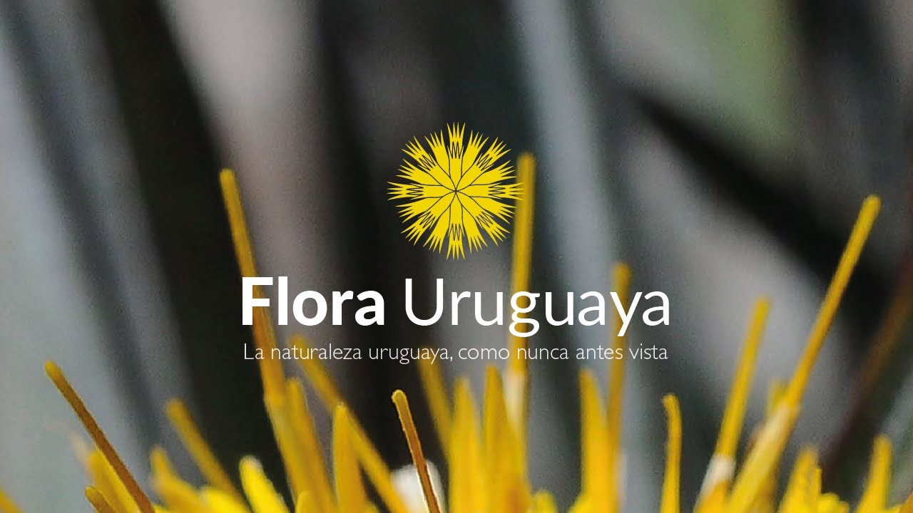 Lanzamiento oficial de la plataforma Flora Uruguaya Online (FUO)