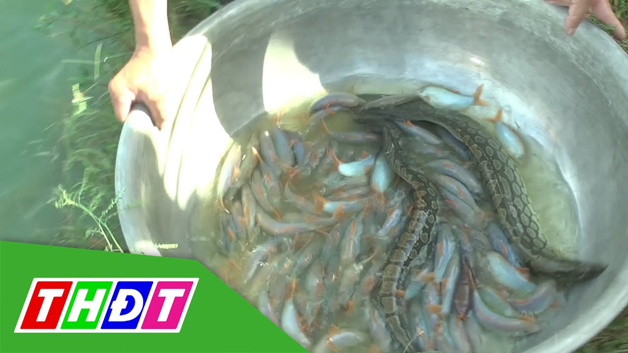 Mô hình nuôi cá chạch lấu và cá heo trong ao đất mang lại lợi nhuận cao | Tri thức | THDT