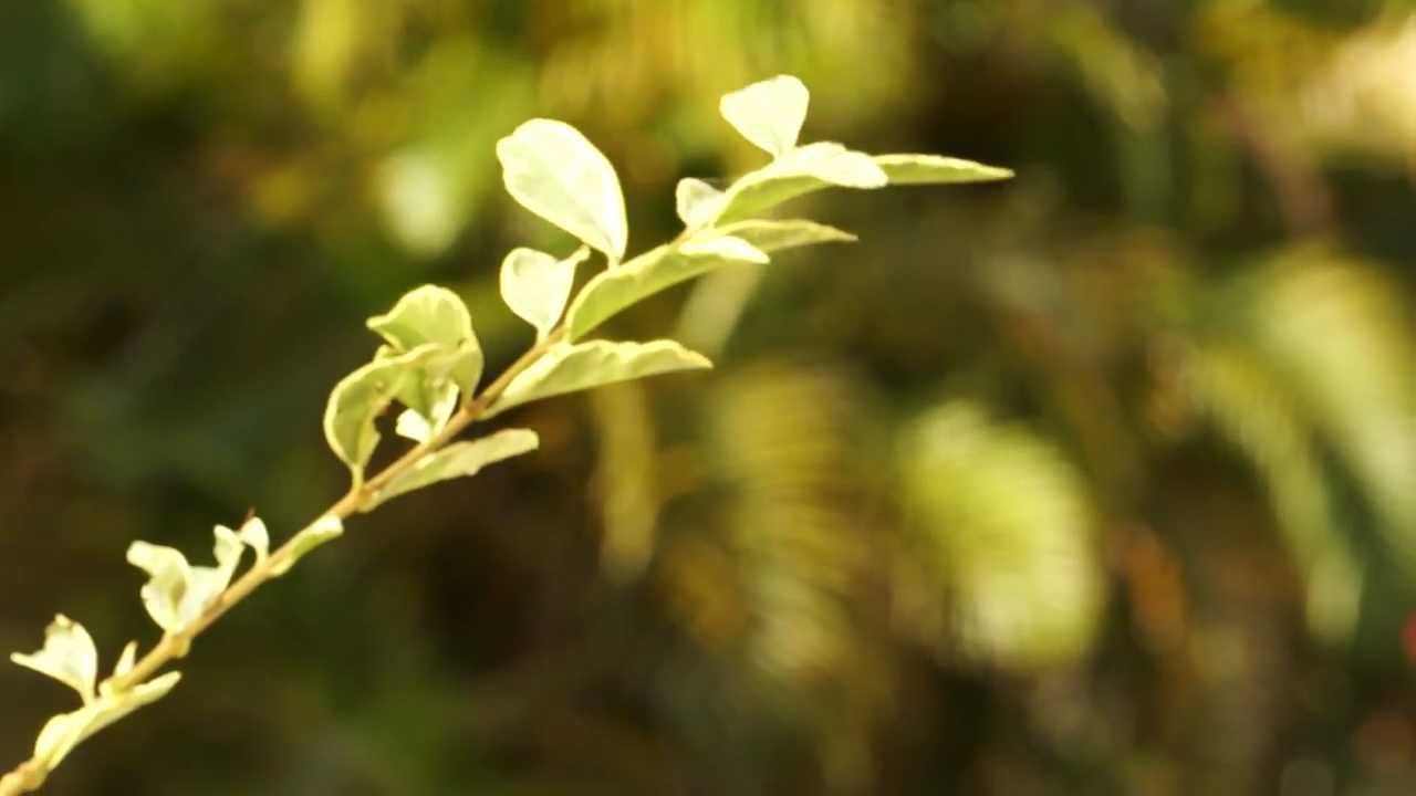 SONY NEX VG-20: Test Footage