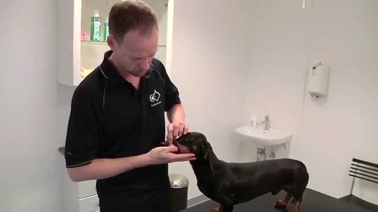 Tandbørstning på hund