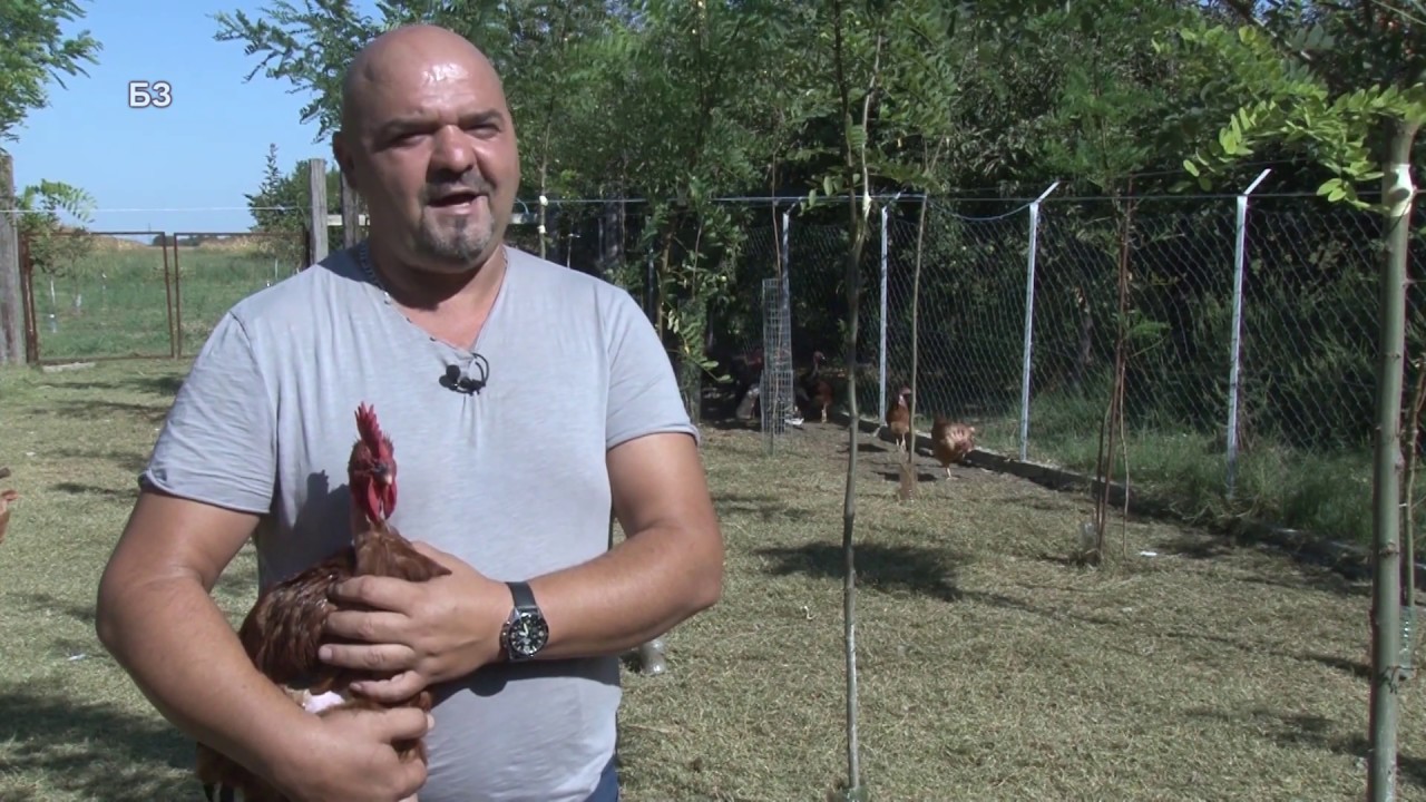 Banatski golosijan - idealna rasa za esktenzivan - FREE RANGE uzgoj zivine na okucnici