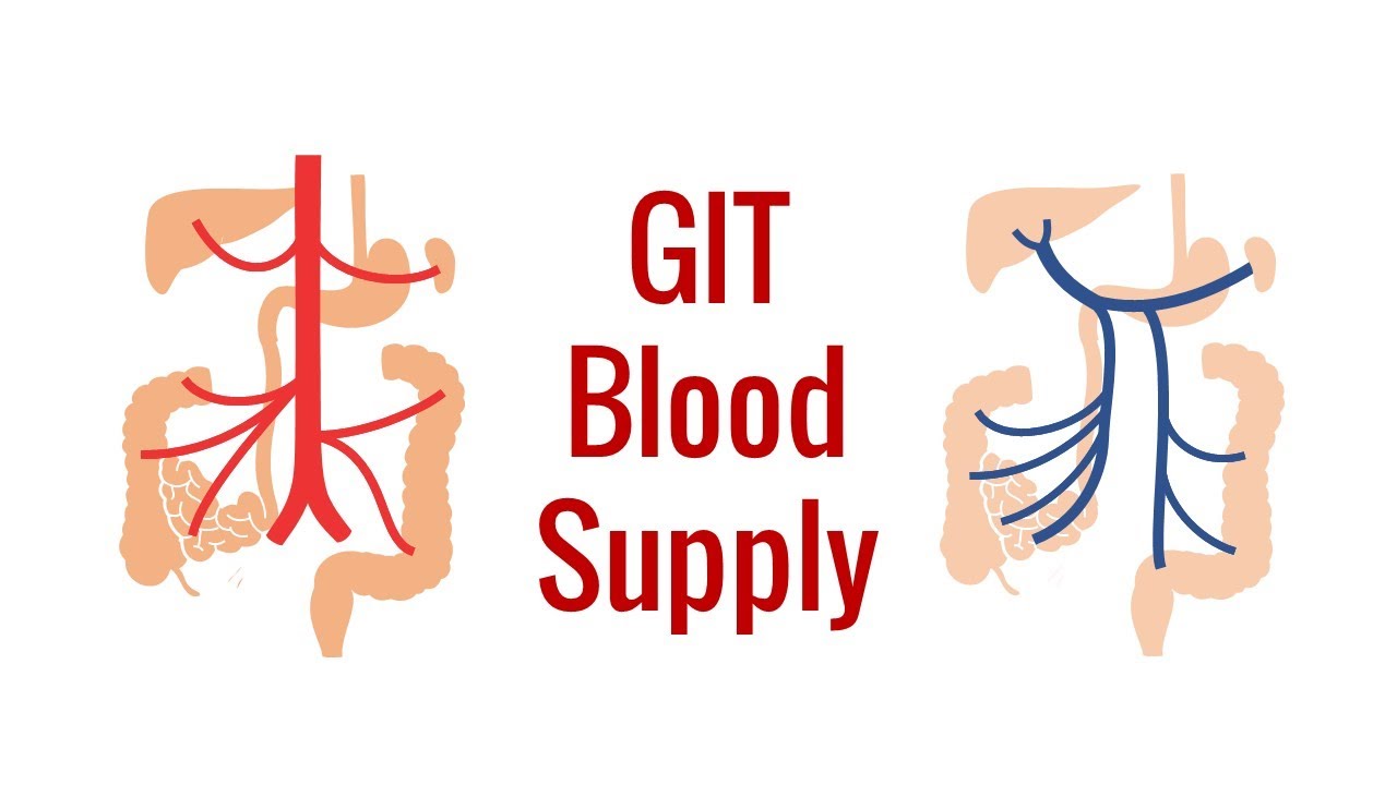 Blood supply of the GIT (Arabic)