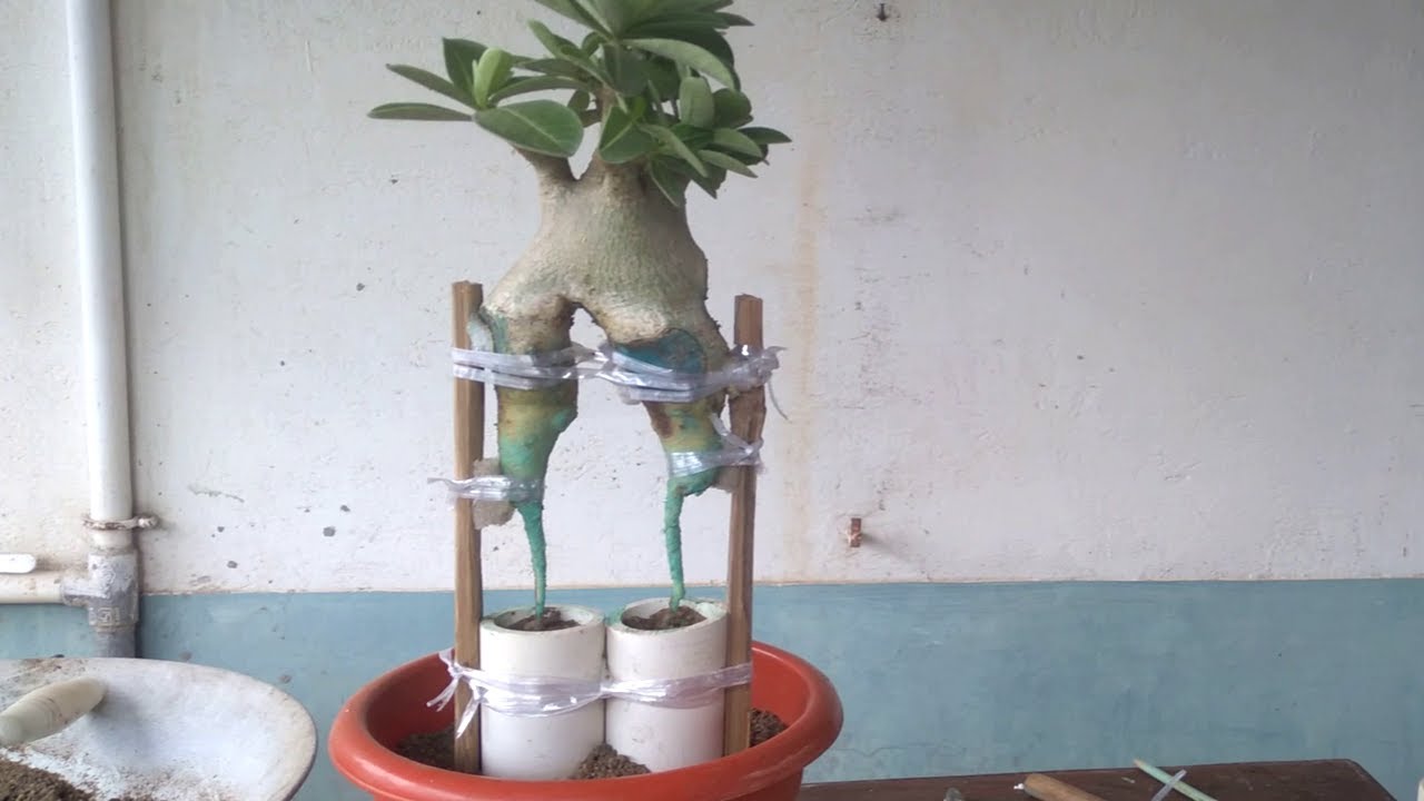 Secrets to Perfect Adenium Tower Creation