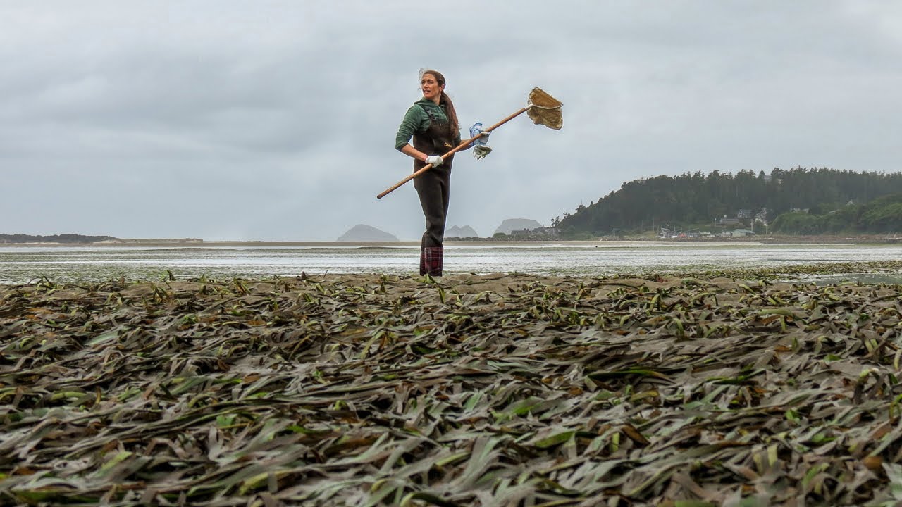 The Relationship Between Seagrass, Nutrients, Algae and Herbivores