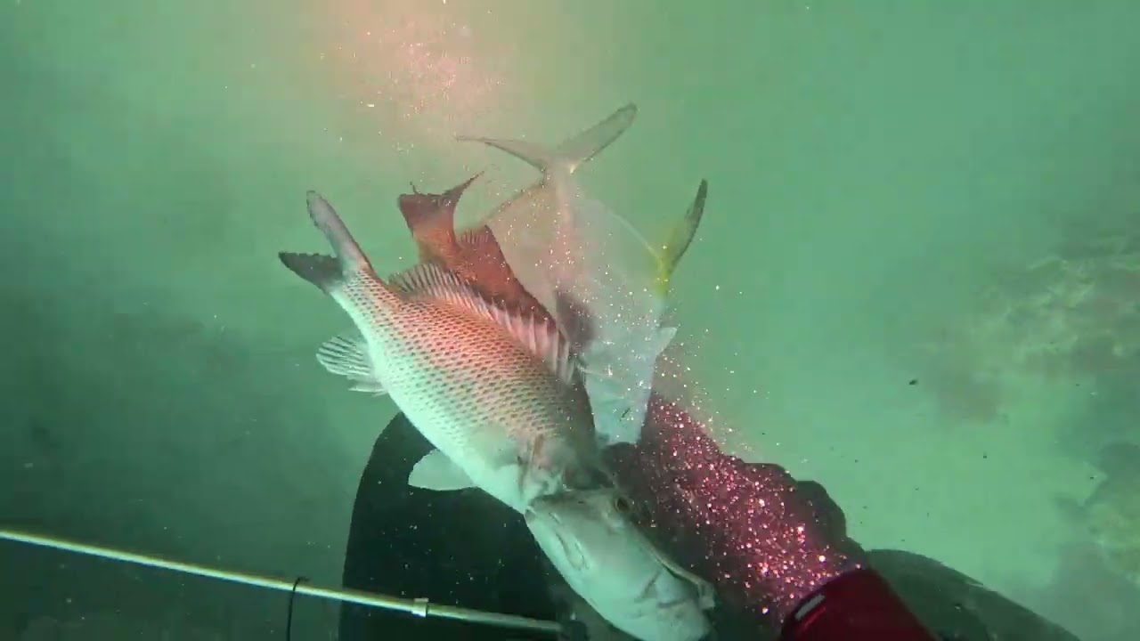 Spearfishing for snapper, grouper, and hogfish out of Clearwater, Florida