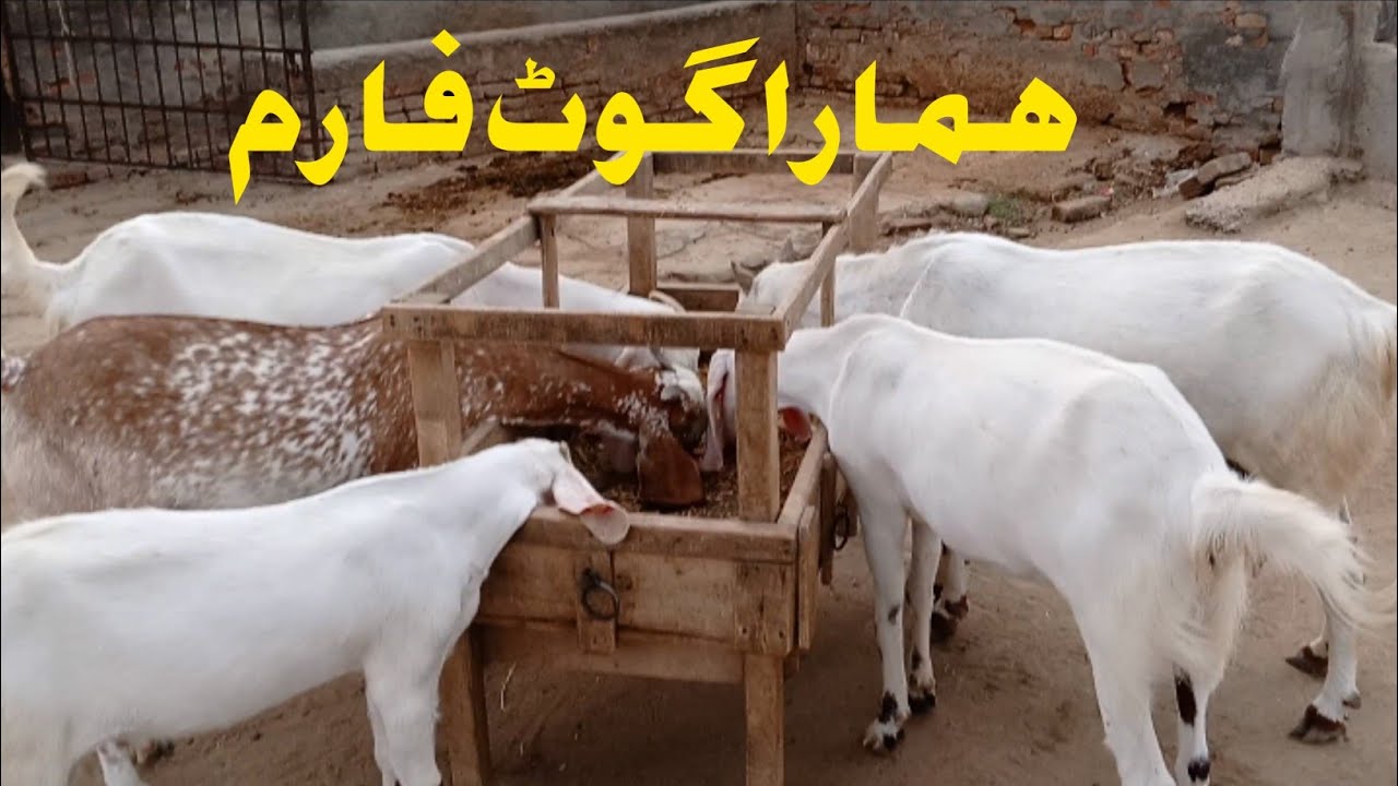 Hamara goat farm ! Livestock ! Best goat farming
