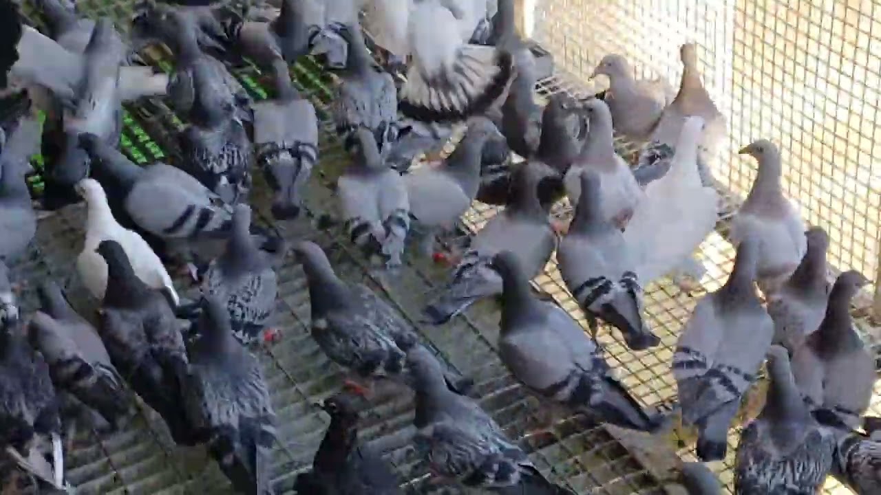 Bacskai Sándor Vác Racing Pigeons Grand Prix