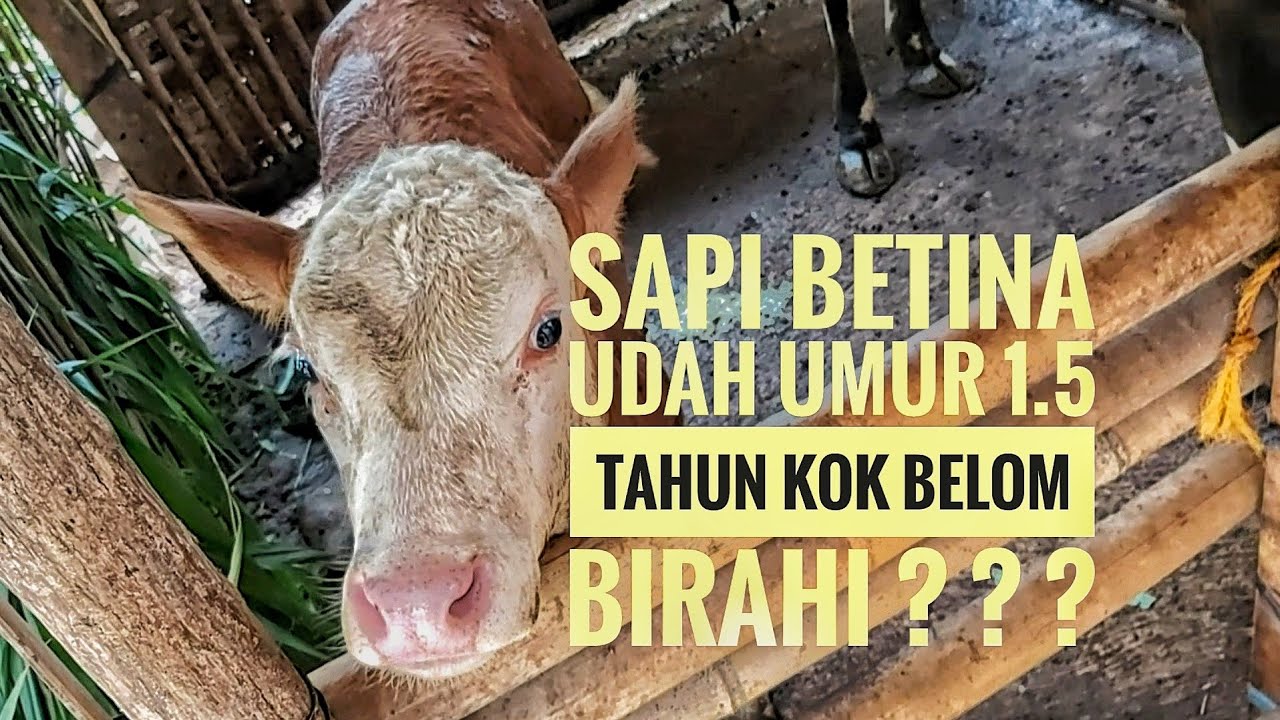 #breeding SAPI BETINA CUKUP UMUR TAPI KOK LAMA BIRAHI ?