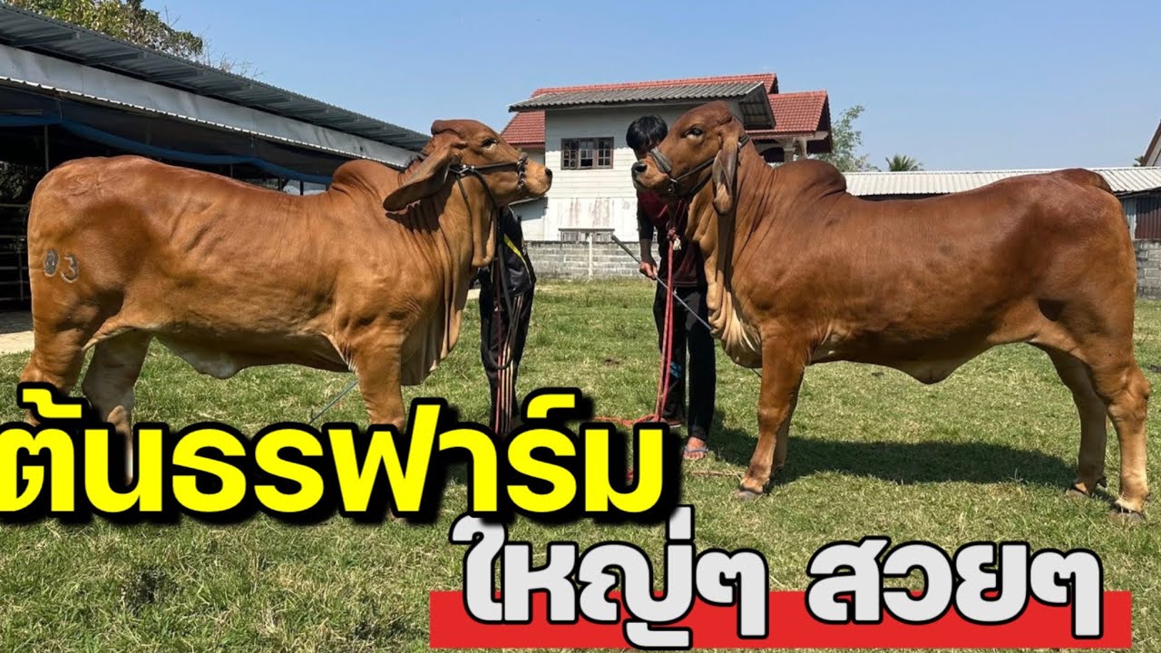 นาทีทอง‼️จัดโปรโมชั่น #ต้นธรฟาร์มลดราคาลงอีก มีของงามมาแบ่งปันพี่น้องอีกแล้ว ราคานี้ถูกสุดๆ รีบเลย‼️