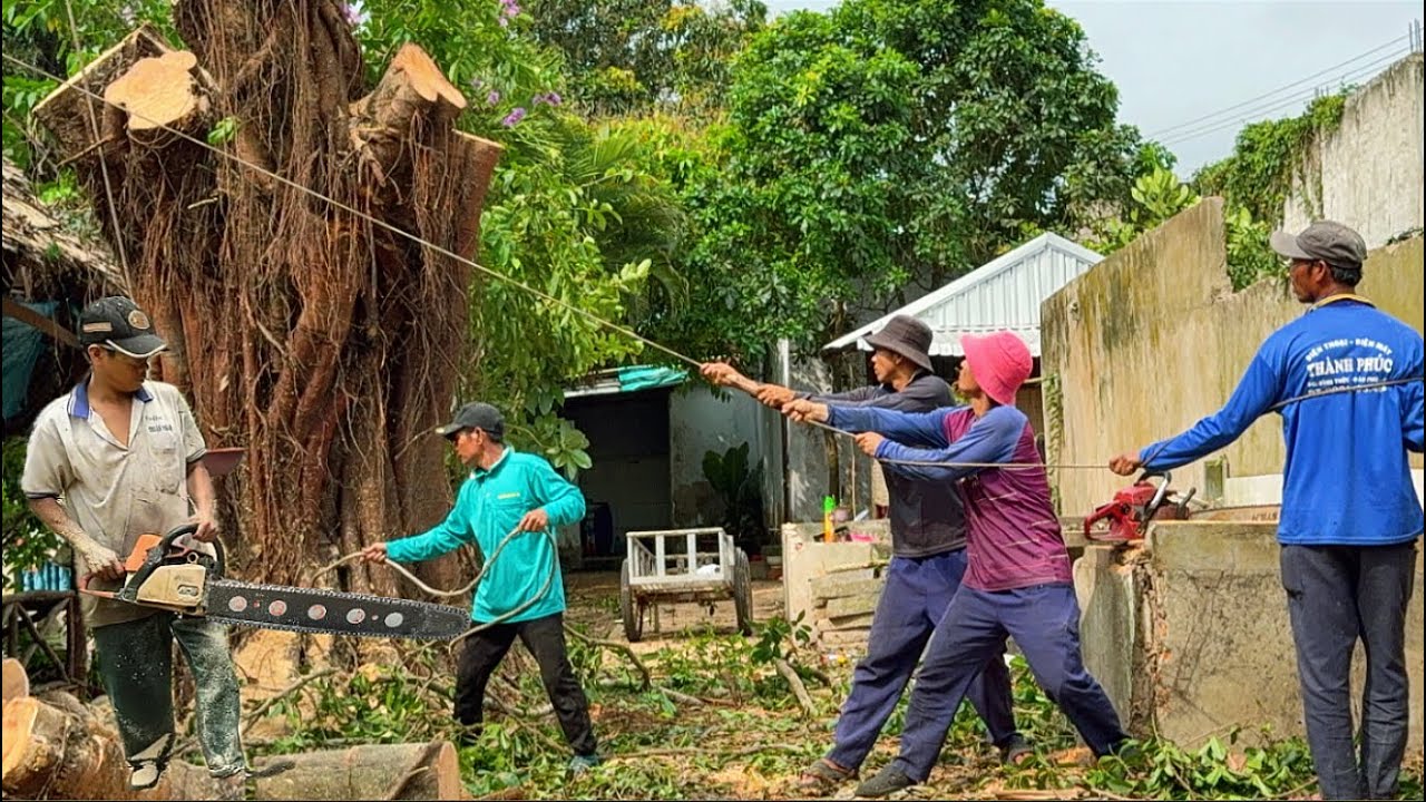 Cưa gốc cây sập xanh￼ siêu to khổng lồ ￼