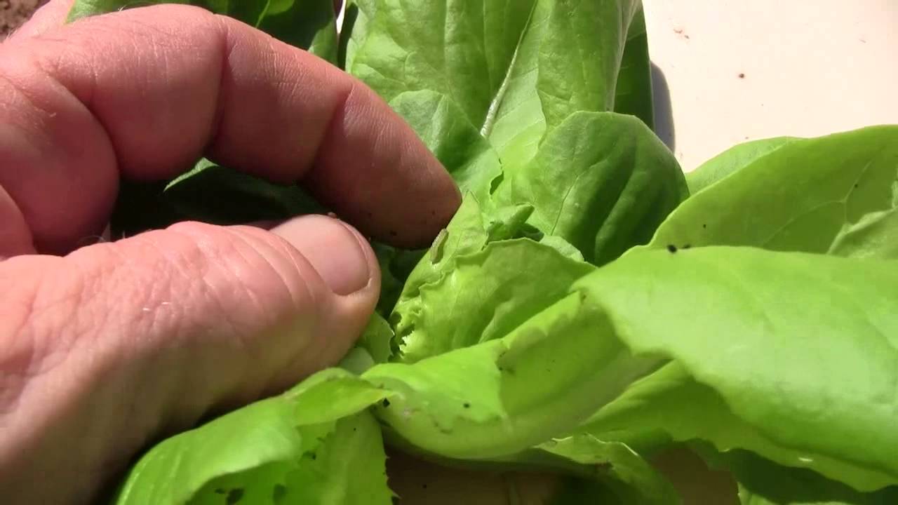 caterpillar damage to lettuce 2