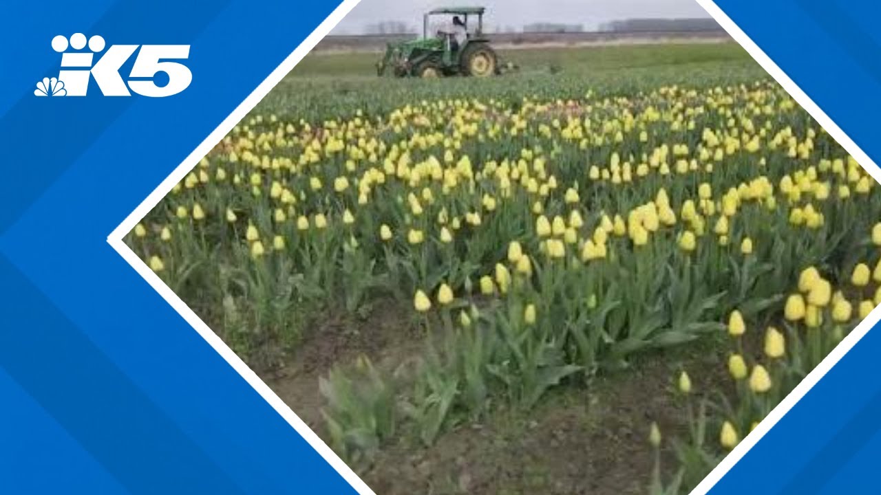 Skagit Valley Tulip Festival tiptoeing through Trump's trade war
