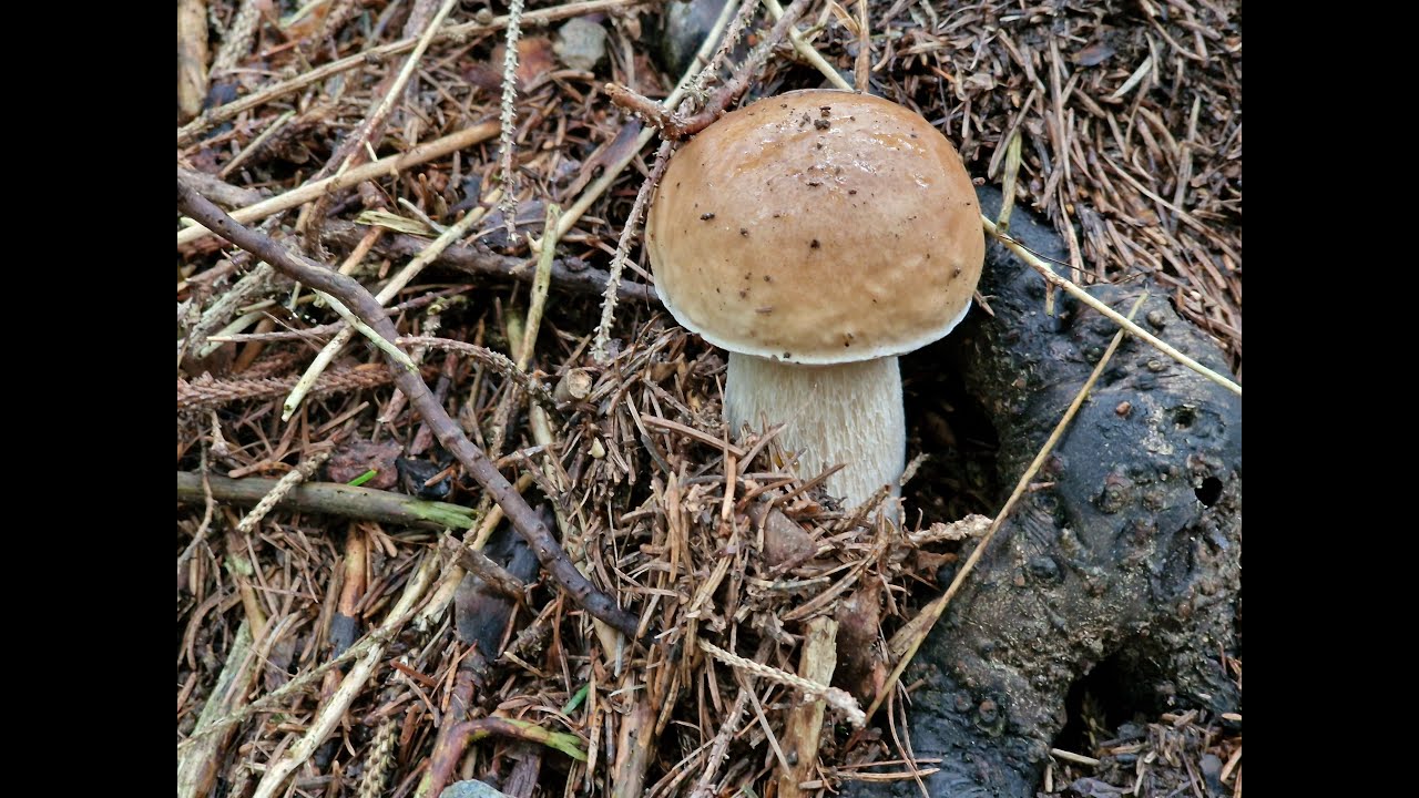 Porcini inizio settembre 2025