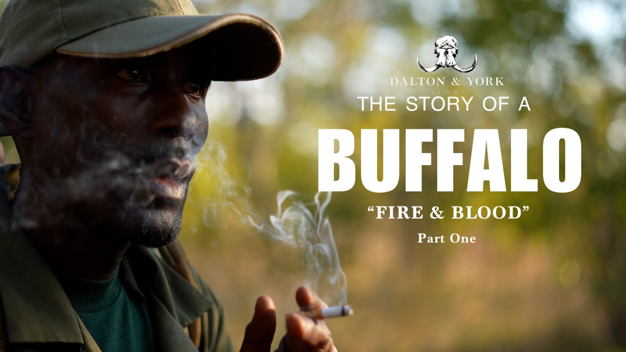 Hunting a WOUNDED Cape Buffalo 'Fire & Blood' Part 1 / Dalton & York Safaris, Untamed Knife Company.