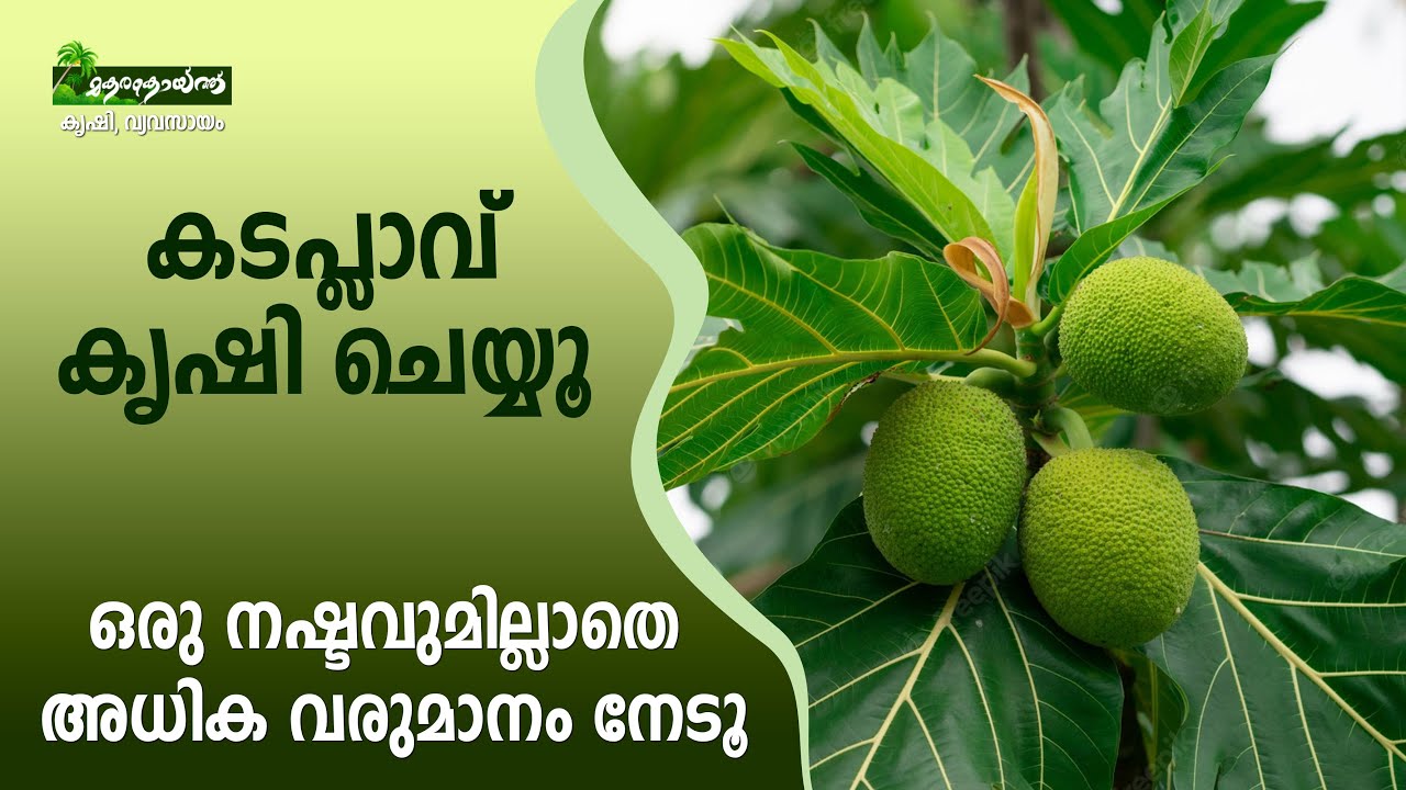 കടപ്ലാവ് നല്‍കുന്നത് അധിക വരുമാനം #kadachakka #krishi #farming #agriculture #fruit #jackfruit
