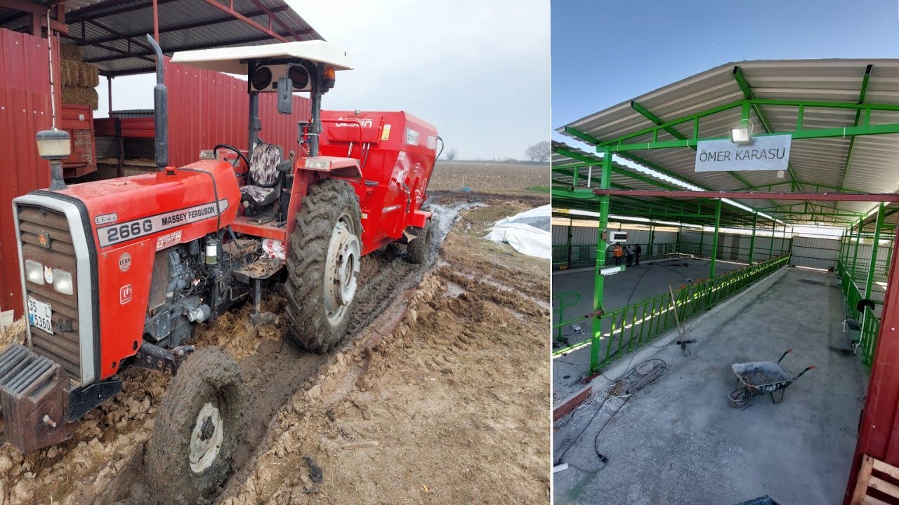 YENİ HAYVAN TAVLAMIZ/GÜNLÜK İŞLER/MF 266 GOLD