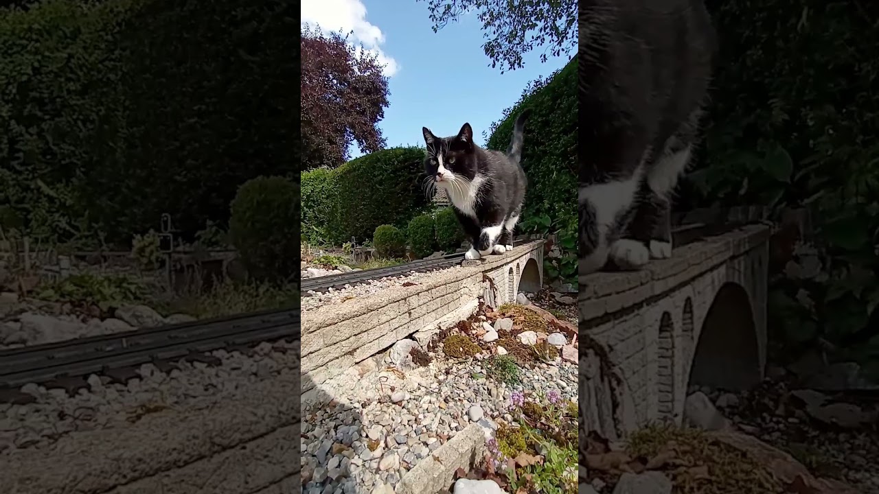 Catzilla: A Giant Cat on the Train Tracks