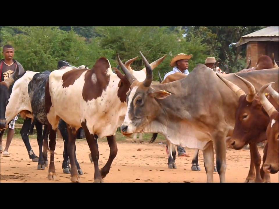 Madagascar l'île aux zébus