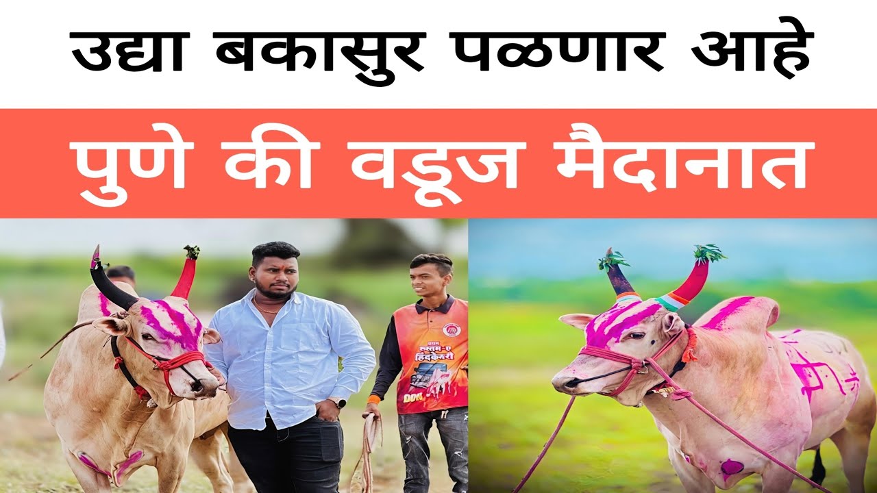 उद्या बकासुर पळणार आहे ? महाराज वादळ उद्या टॉपच्या पैऱ्यात पळणार ? पैरा कोण आहे बकासुरचा ?