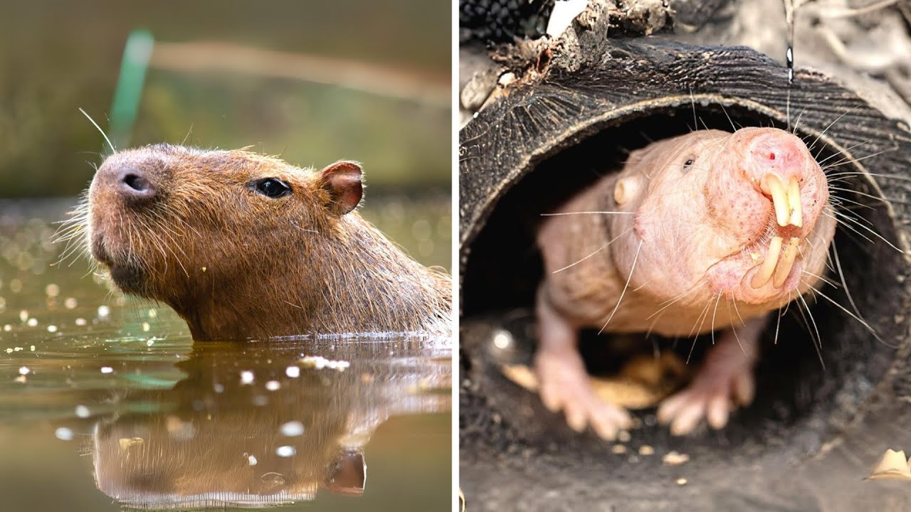 10 Rodents You Need to Know About!