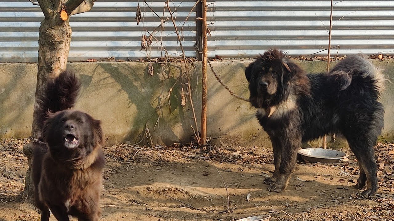 bakarwal dog puppy || big bakarwal dog || black bakarwal dog || sheep dog || mountain dog || dog vs