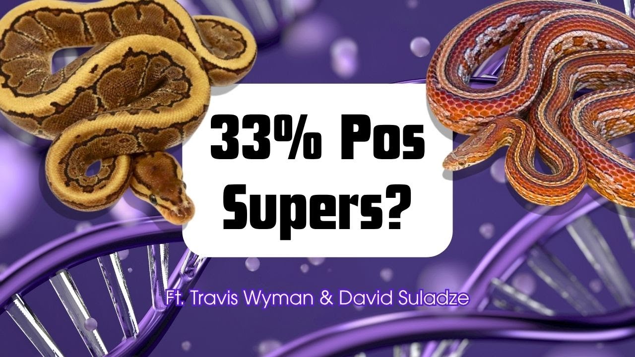 Что вообще означает «33% Pos Super»? | Reptile Genetics Weekly, выпуск 131