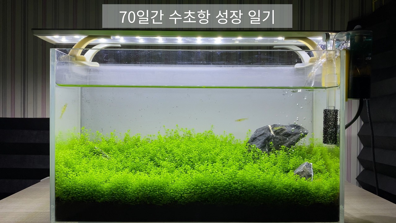 70일 후 쿠바펄... 이렇게 변했습니다 | 집에서 만드는 힐링 수조 #2