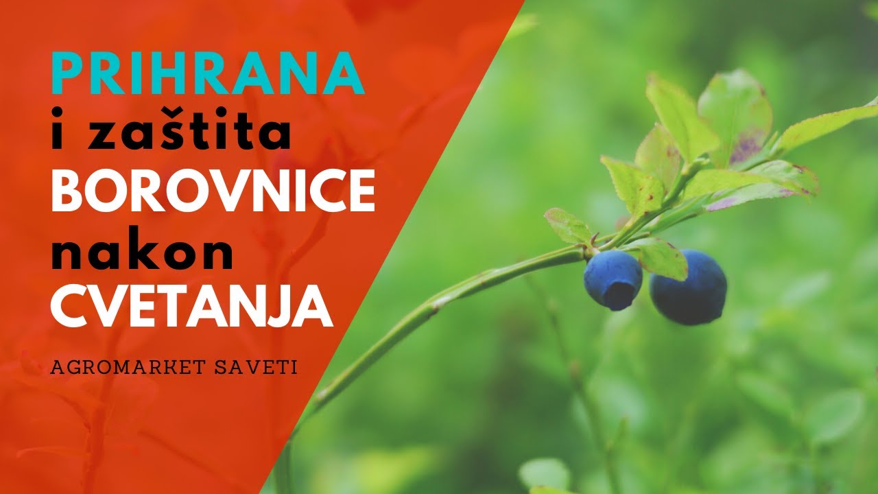 Najvažnije SMERNICE u Uzgoju Borovnice: Od PRIHRANE do ZAŠTITE