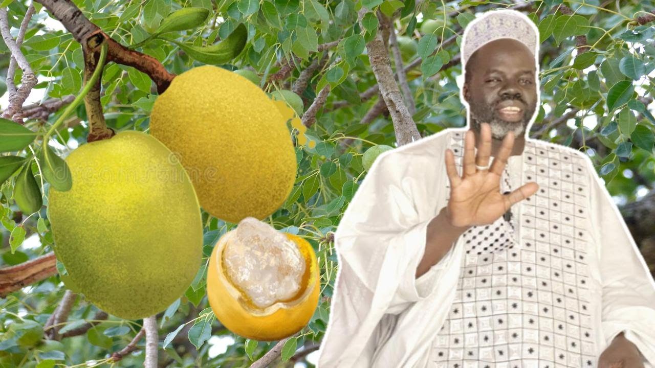 Ndiarignou Garabou Bèer ( Sclerocarya Birrea ) - Pr Ousmane Ndiaye - SAMA XALAAT TV