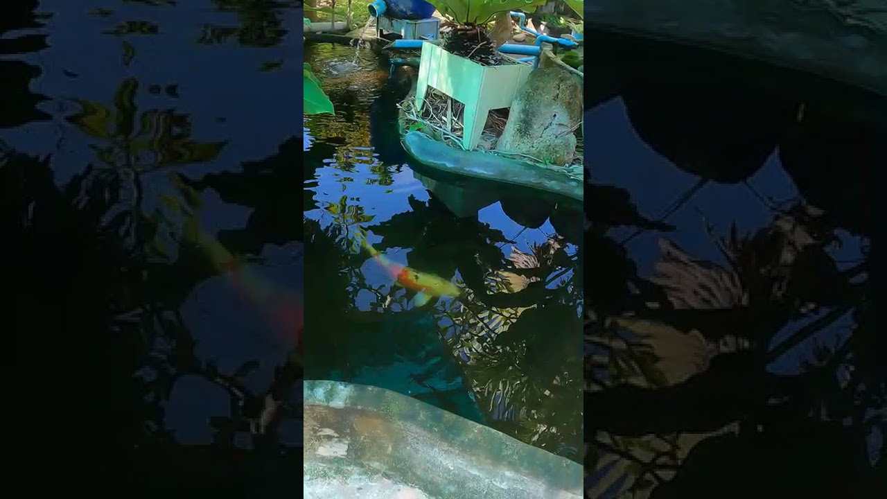 БУНГАЛО ПРЯМО НА БЕРЕГУ. Выходишь — а там море. #Самуи #OPBungalow #Бунгало  #ЖизньУМоря