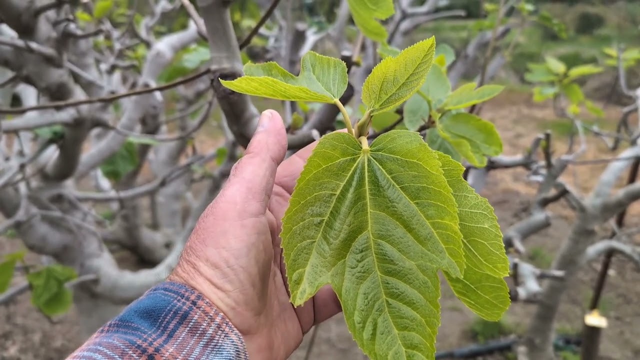 Comparison of Calderona and Bass's Favorite Fig - My Thoughts!