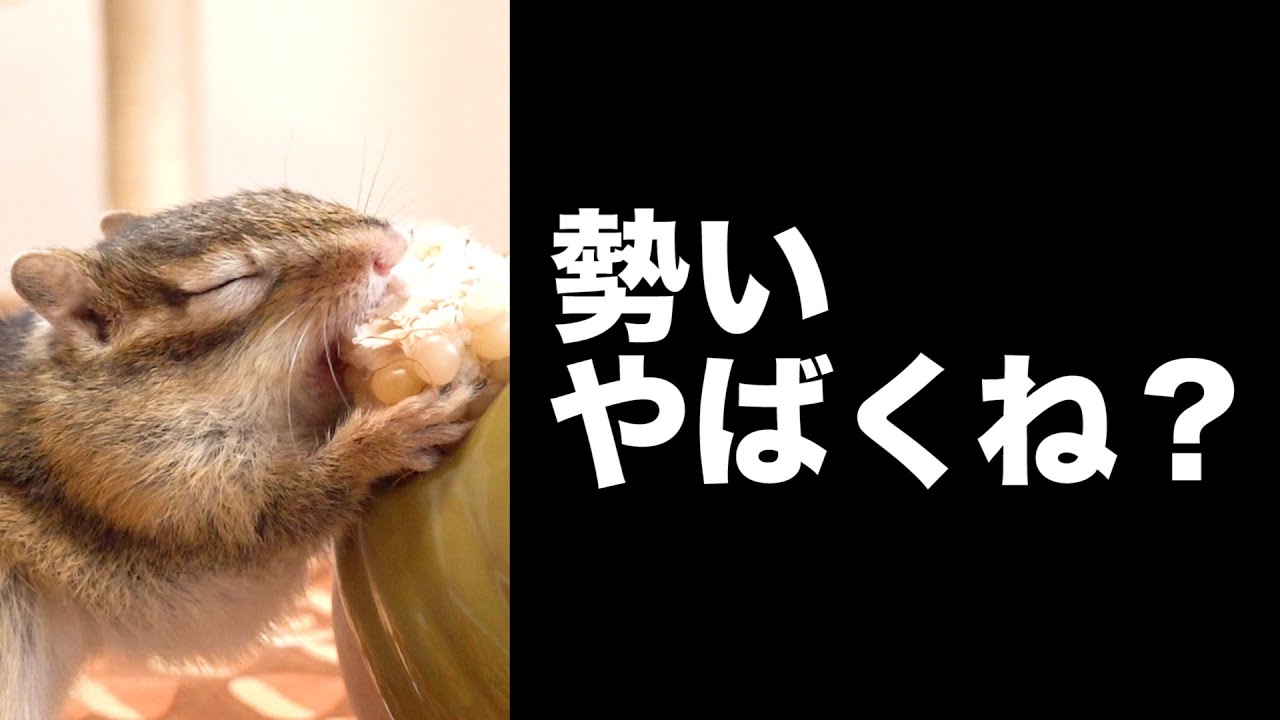 嵐のようにコーンを吸い込むシマリスの勢いがおかしい