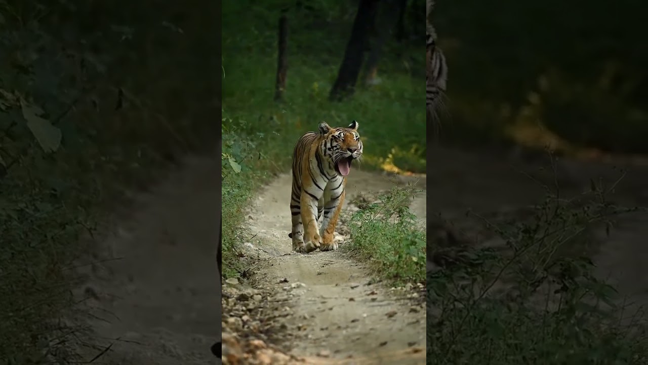 King is Back👑 -  High Quality 8K VIDEO ULTRA HD for Your Relaxation😊 #subscribe #shorts #animals