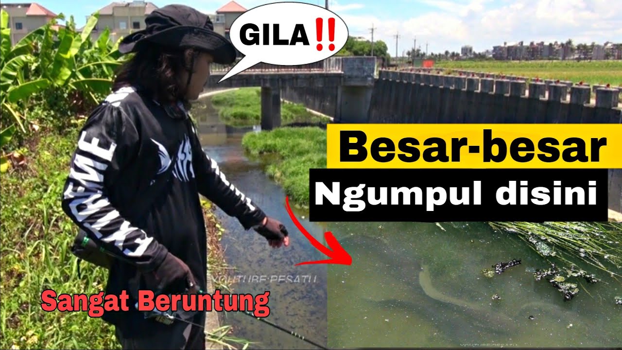 KEJADIAN LANGKA SAAT CASING IKAN GABUS MONSTER‼️INI SARANGNYA