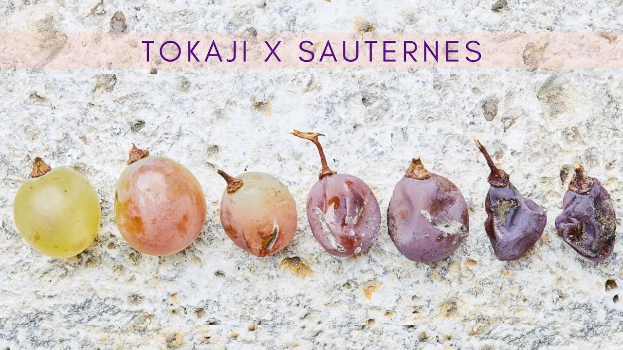 Tokaji vs Sauternes - Club Direct Wine janeiro 2023