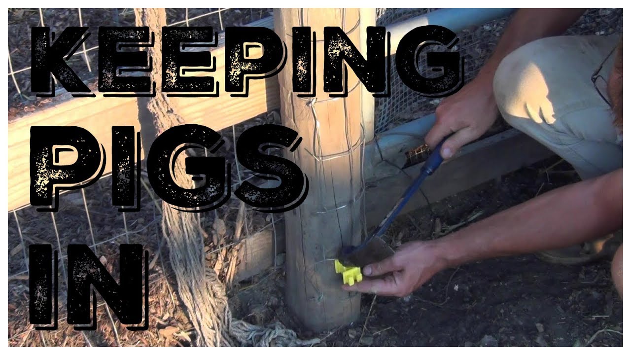 Preventing Pig Escapes With Electric Fencing