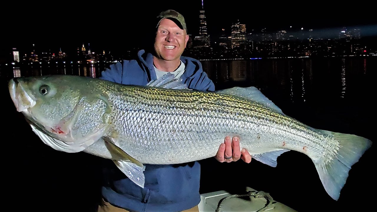 BIGGEST Striped Bass I've ever seen Striper Fishing Hudson River NY NJ