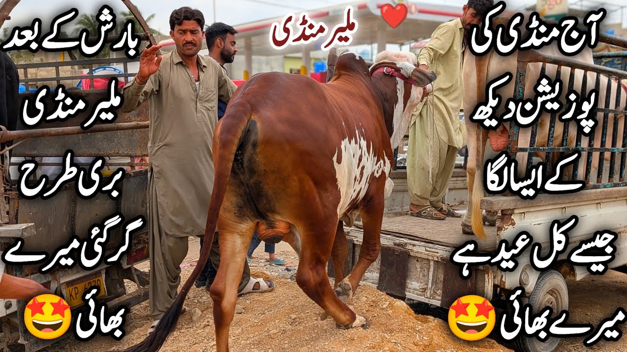 Malir Mandi Karachi Cattle Latest Rates & Soday 7 April 2026 | 180K To 4Lac Soday 🤩 |Bakra Eid 2026