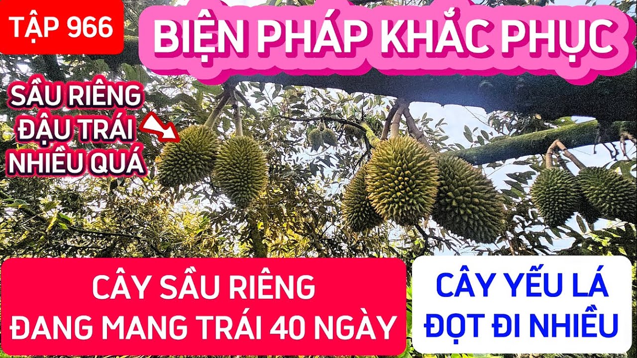 TẬP 966 BIỆN PHÁP KHẮC PHỤC CÂY SẦU RIÊNG ĐANG MANG TRÁI 40 NGÀY, CÂY YẾU LÁ ĐỌT ĐI NHIỀU 