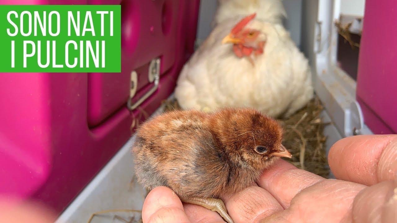 La chioccia ha fatto i pulcini 🐣 La natura è stupenda