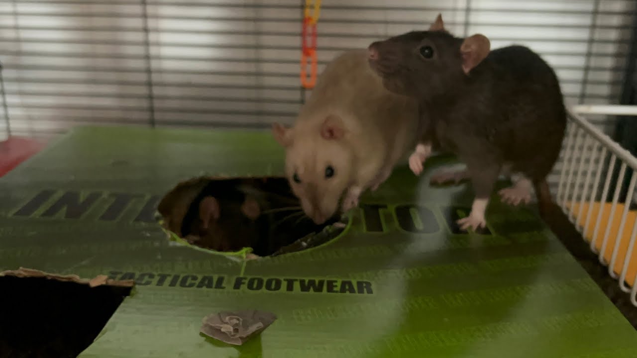 Cinnamon, Peanut, and Pebbles loving their dig box!