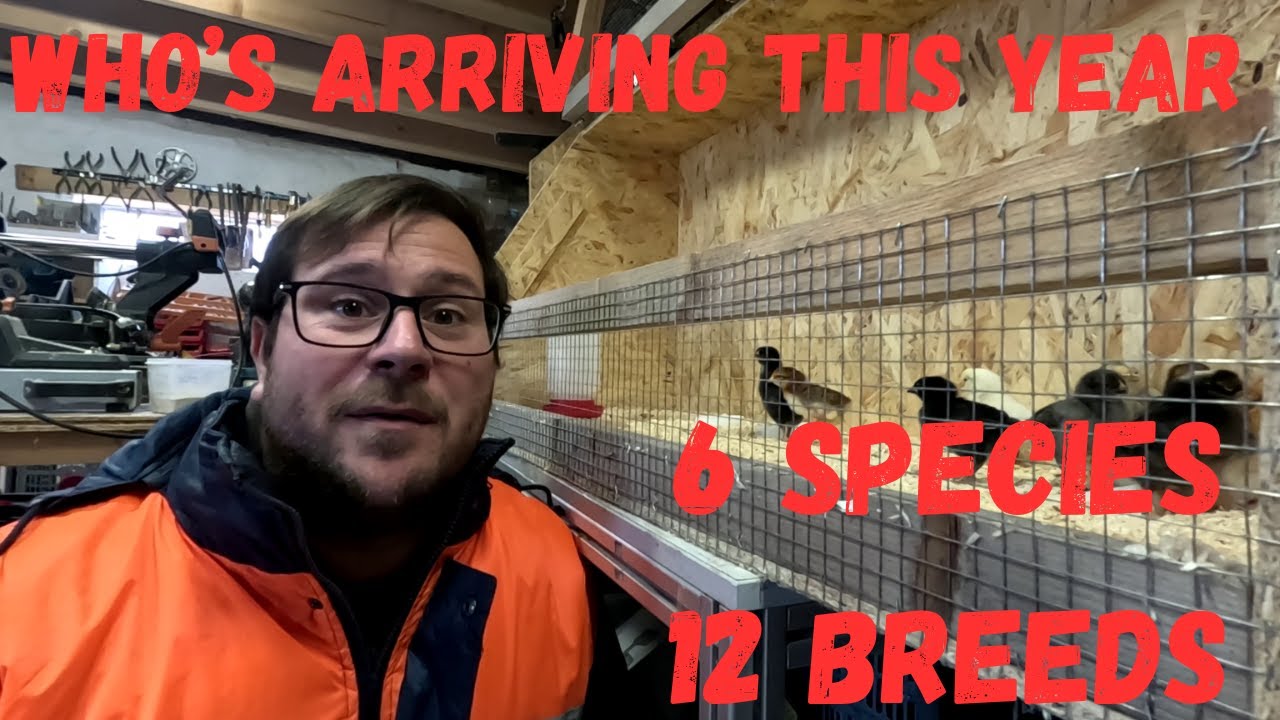 Homestead Plans 2025 - 300+ Chicks Incoming