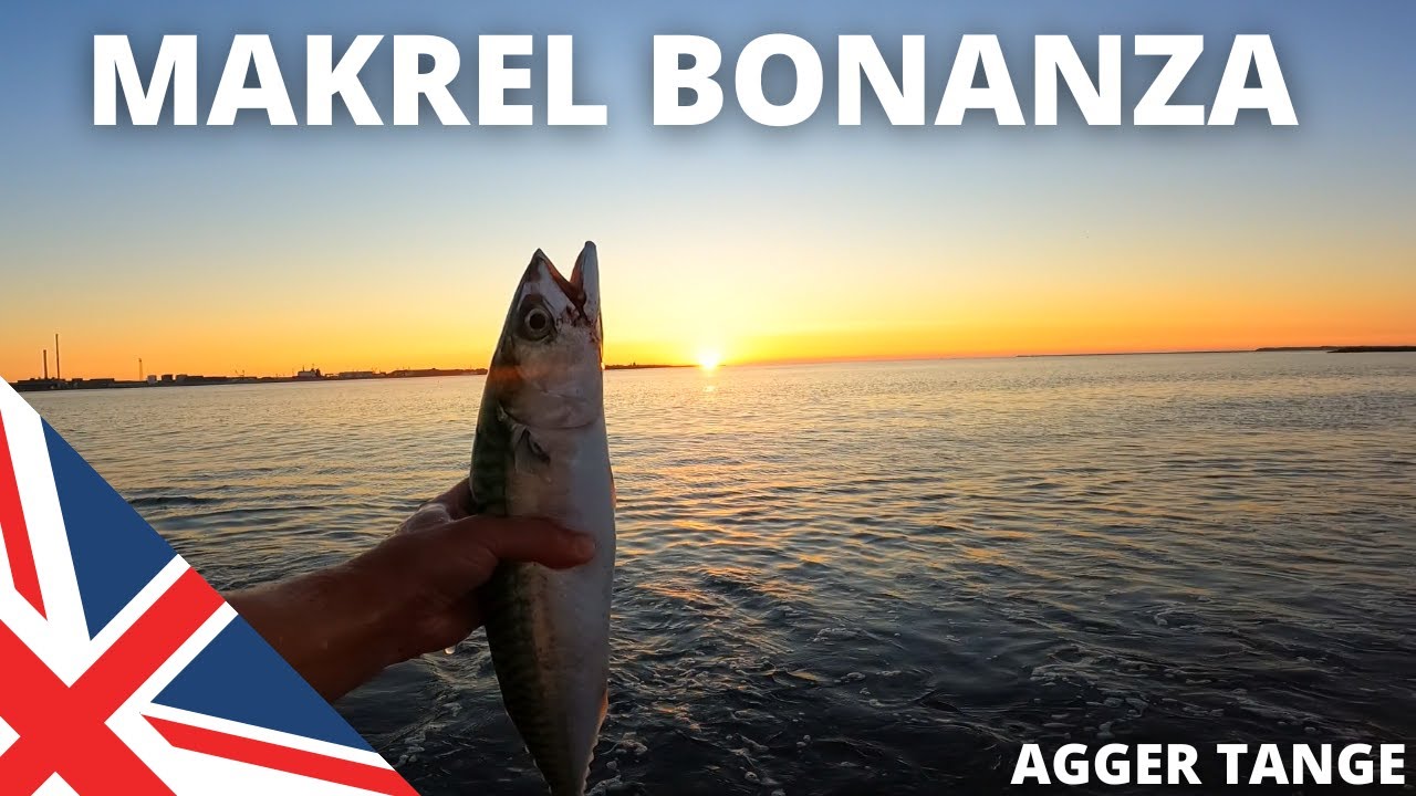 Makrel bonanza ved den jyske vestkyst! - Agger Tange