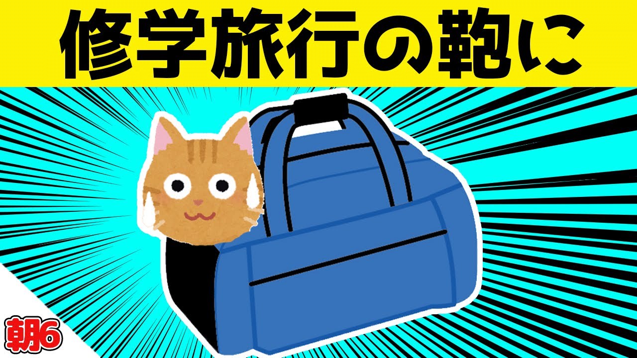 修学旅行から帰って来た息子が鞄に野良猫を入れた結果ｗｗｗ