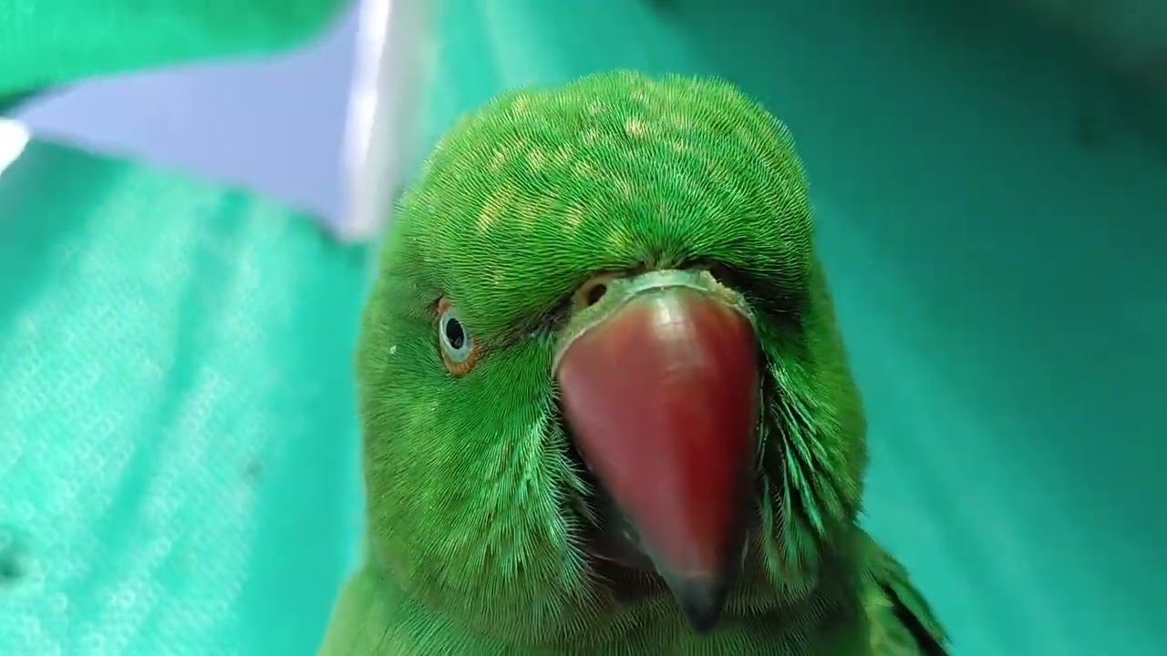 #Parrot🦜🦜 देखो आज हमारा तोता क्या बोल पड़ा