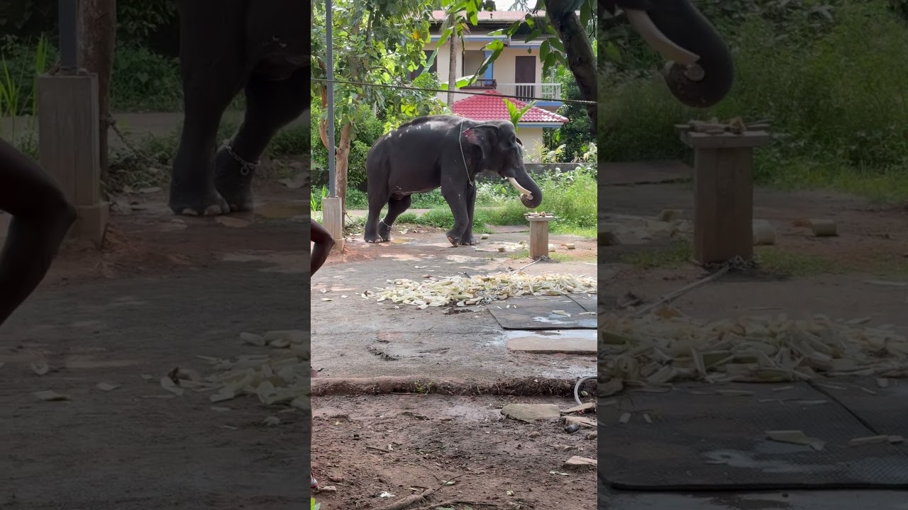 ❤️❤️❤️❤️❤️ #aana #elephant