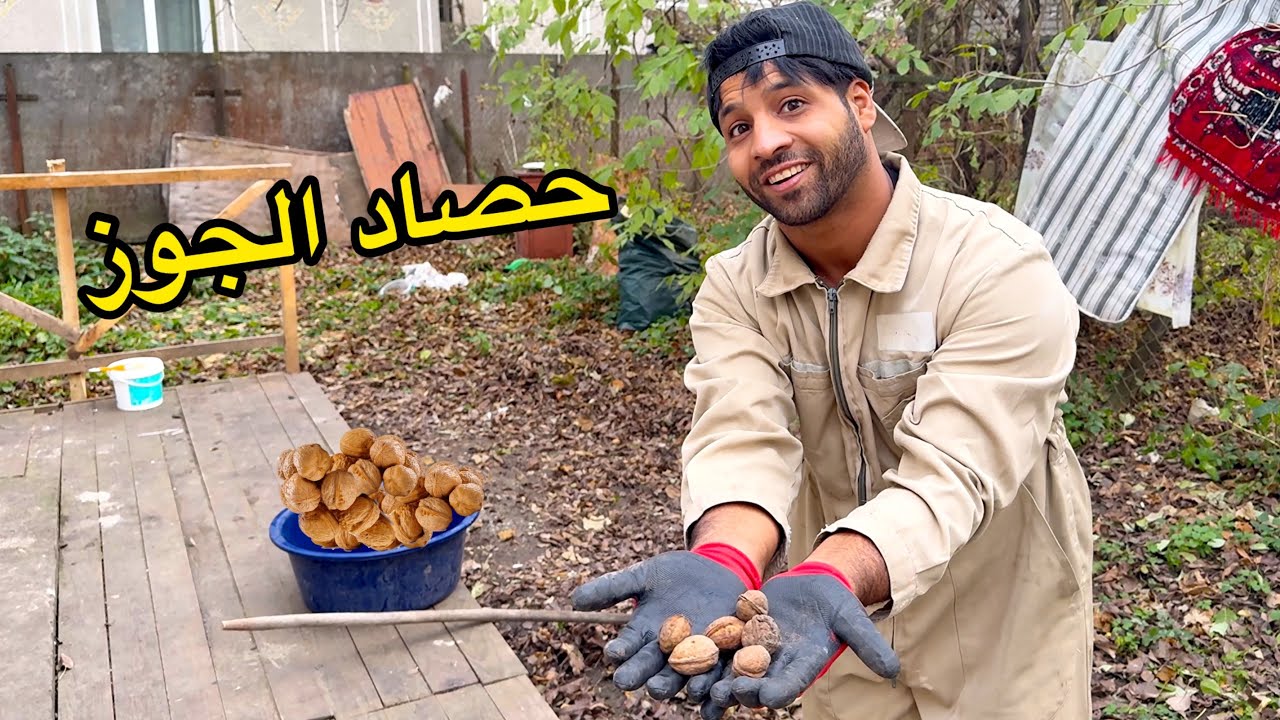 حصاد الجوز 🌰 من حديقة بيتي 🏡 _ روتيني وحدي بين الطبخ و التنظيف _ حياة الريف الاوكراني | مصطفى ستار
