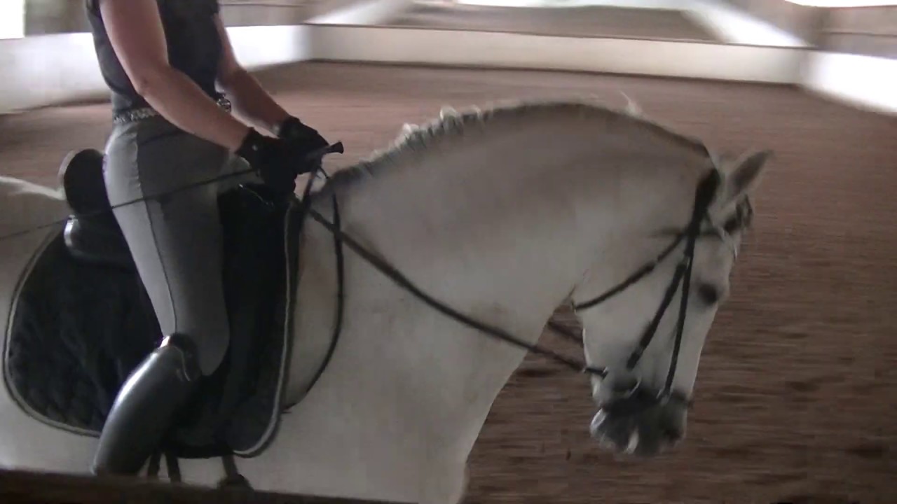 Prüfung Nr.16 M*-Dressur Gianina Koch & Koronel - Deutsche Online Reitturniere